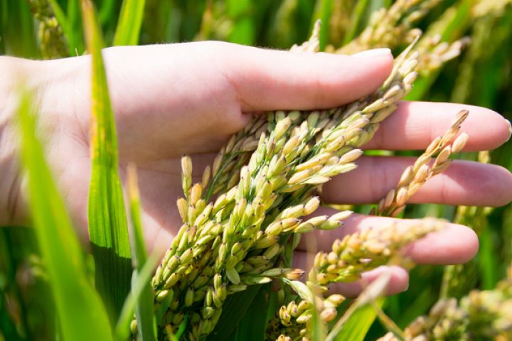Без зайвої води: рис тепер можна вирощувати за новою технологією